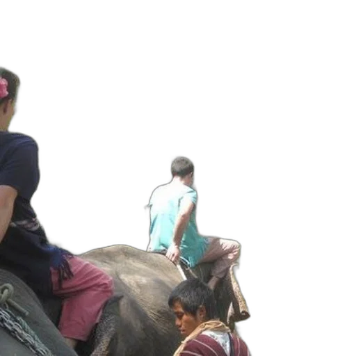 staff, animal, group, people, ride, elephants, through, lush transparent PNG cut-out