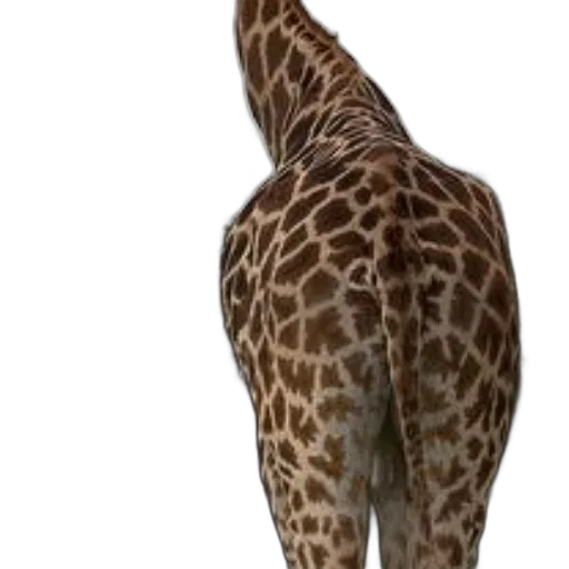 animal, creature, staff, shoes, 3d render, photorealistic, concept art, giraffe transparent PNG cut-out