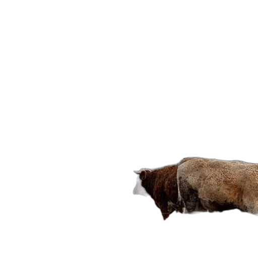 animal, creature, hair, weapon, 3d render, concept art, photorealistic, three transparent PNG cut-out