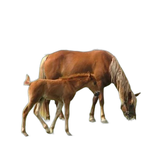 animal, creature, hair, hat, photorealistic, 3d render, concept art, oil painting transparent PNG cut-out