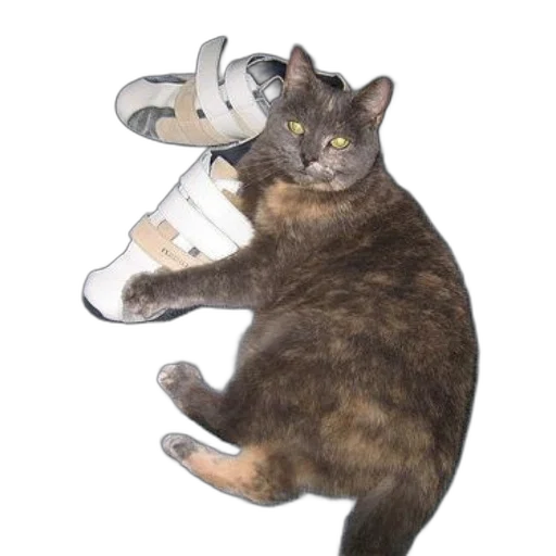shoes, animal, creature, staff, photorealistic, 3d render, cat, sitting transparent PNG cut-out