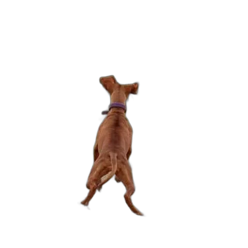 animal, staff, creature, robot, 3d render, photorealistic, brown, dog transparent PNG cut-out