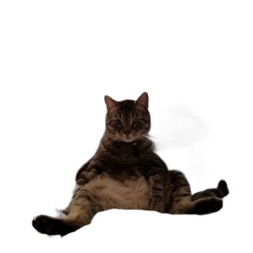 animal, creature, staff, robot, photorealistic, 3d render, concept art, tabby transparent PNG cut-out