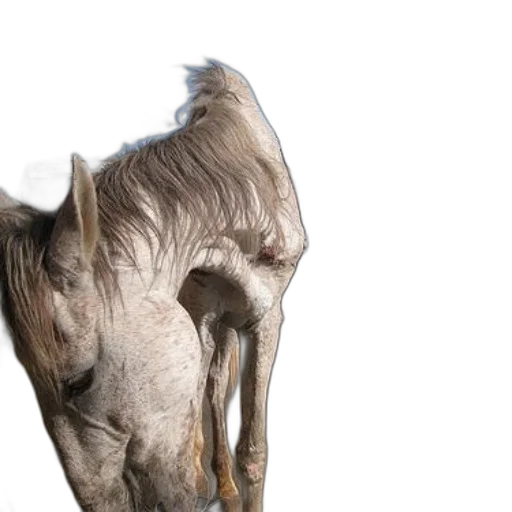animal, hair, creature, face, photorealistic, 3d render, white, horse transparent PNG cut-out