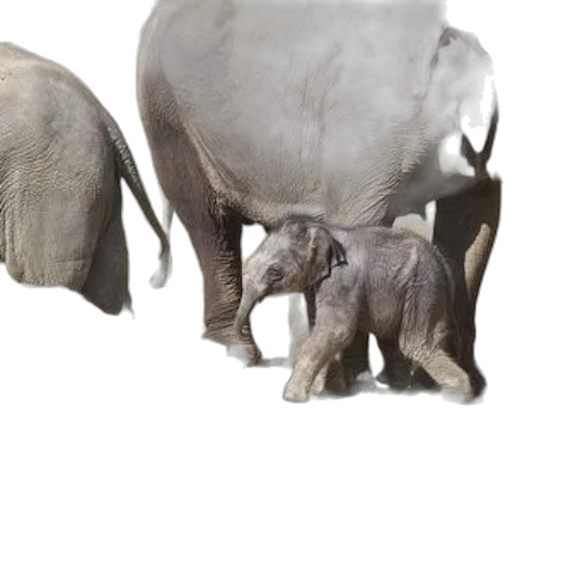 animal, creature, weapon, mask, 3d render, photorealistic, concept art, earth tones transparent PNG cut-out