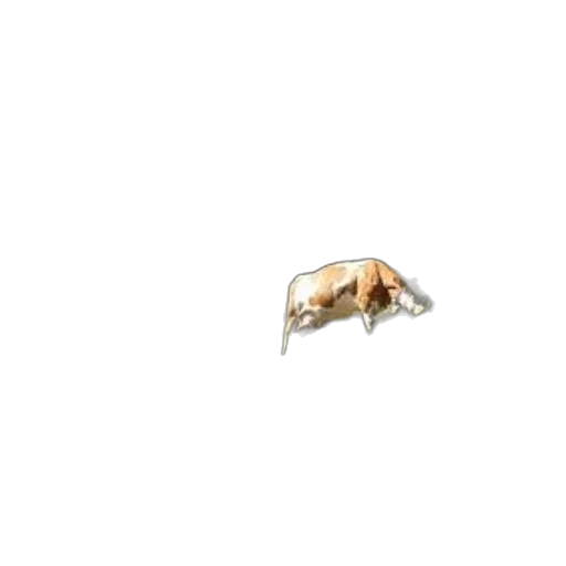 animal, jewelry, creature, furniture transparent PNG cut-out