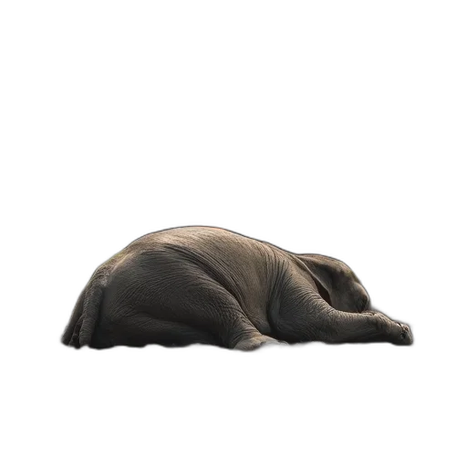 animal, hat, creature, mask, 3d render, photorealistic, concept art, earth tones transparent PNG cut-out