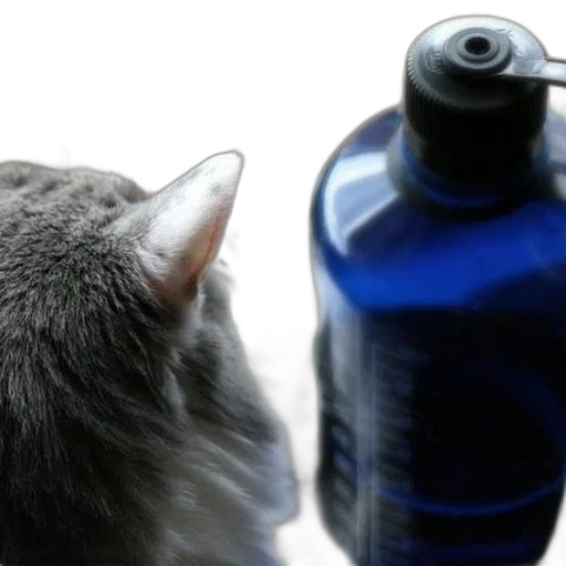bottle, animal, creature, hair, photorealistic, 3d render, cat, gazes transparent PNG cut-out