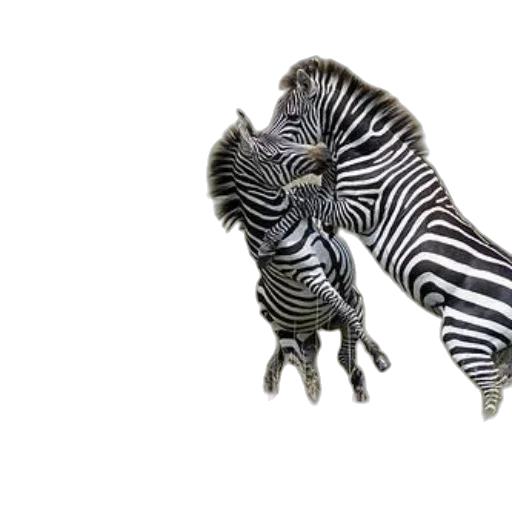 animal, creature, jewelry, shoes, 3d render, photorealistic, concept art, fantasy art transparent PNG cut-out
