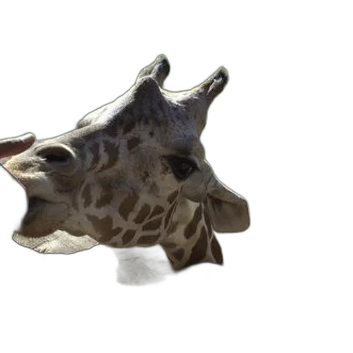 animal, creature, mask, face, 3d render, photorealistic, concept art, watercolor transparent PNG cut-out