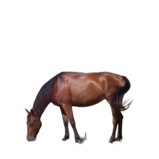 animal, creature, staff, furniture, photorealistic, 3d render, concept art, oil painting transparent PNG cut-out
