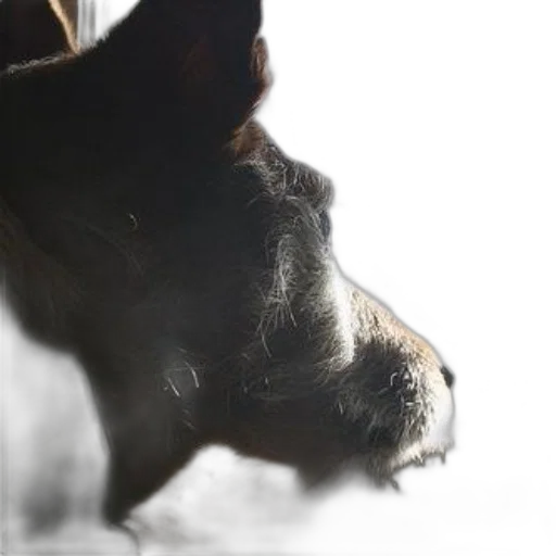 animal, face, creature, staff, photorealistic, dog, gazes, out transparent PNG cut-out