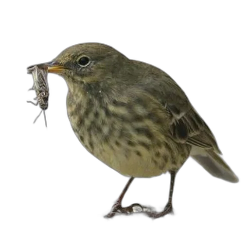 animal, staff, food, creature, photorealistic, 3d render, concept art, oil painting transparent PNG cut-out