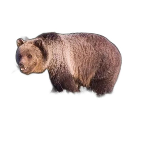animal, creature, staff, food transparent PNG cut-out