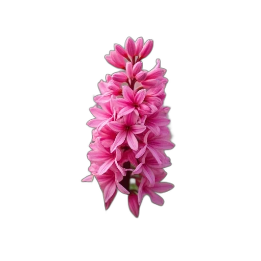 flower, crown, jewelry, staff, 3d render, photorealistic, pink, hyacinthus transparent PNG cut-out
