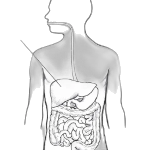 food, concept art, black, white, diagram, human, digestive, system transparent PNG cut-out