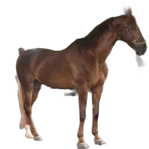 animal, creature, staff, hair, photorealistic, 3d render, concept art, oil painting transparent PNG cut-out
