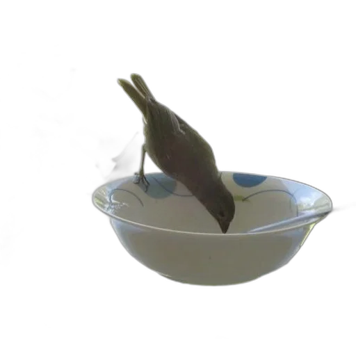 food, animal, creature, dragon, 3d render, photorealistic, vaporwave, underwater transparent PNG cut-out
