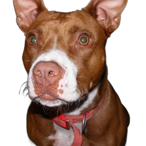 face, animal, staff, jewelry transparent PNG cut-out
