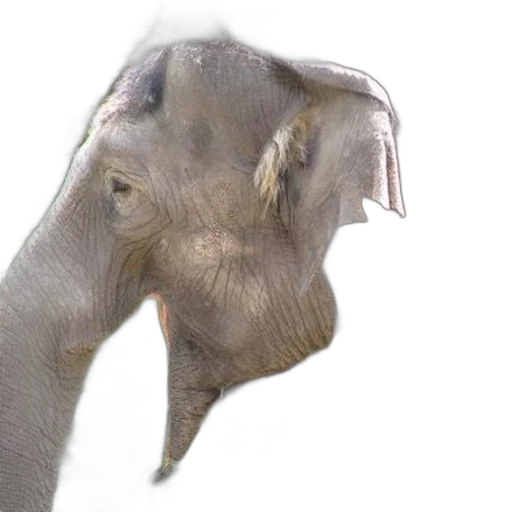 animal, creature, face, staff, photorealistic, 3d render, concept art, close-up transparent PNG cut-out