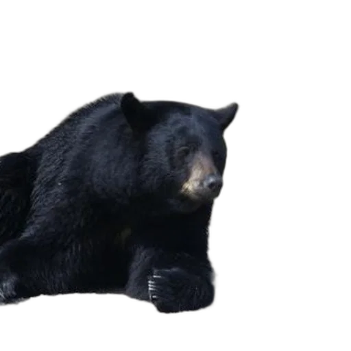 animal, creature, 3d render, concept art, photorealistic, black, bear, lounges transparent PNG cut-out