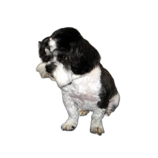 animal, staff, creature, hair, photorealistic, 3d render, black, white transparent PNG cut-out