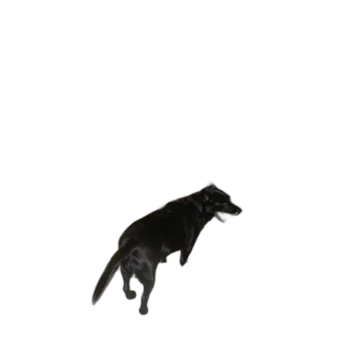 animal, creature, dragon, staff transparent PNG cut-out