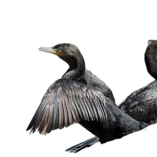 animal, creature, photorealistic, 3d render, concept art, black, bird, wings transparent PNG cut-out