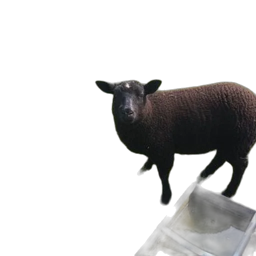 animal, creature, jewelry, 3d render, photorealistic, group, sheep, chicken transparent PNG cut-out