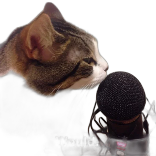 staff, animal, hat, photorealistic, photo, focuses, curious, focused-looking transparent PNG cut-out