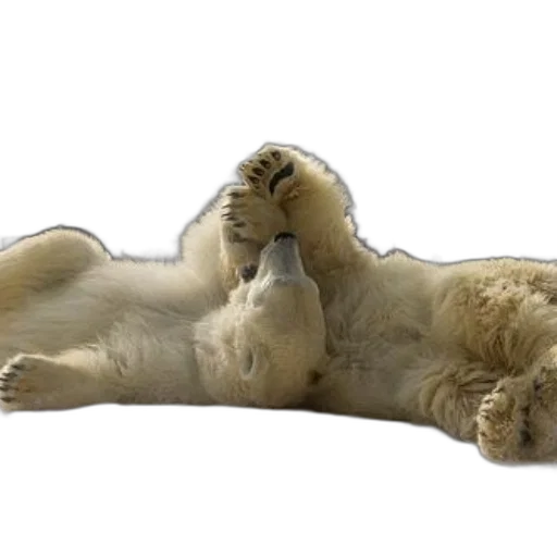animal, creature, staff, photorealistic, polar, bear, lounges, back transparent PNG cut-out