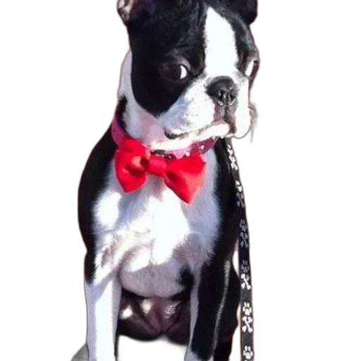 staff, animal, jewelry, photorealistic, black, white, boston, terrier transparent PNG cut-out