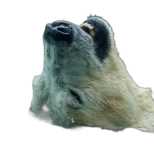 animal, creature, face, mask, photorealistic, 3d render, concept art, polar transparent PNG cut-out