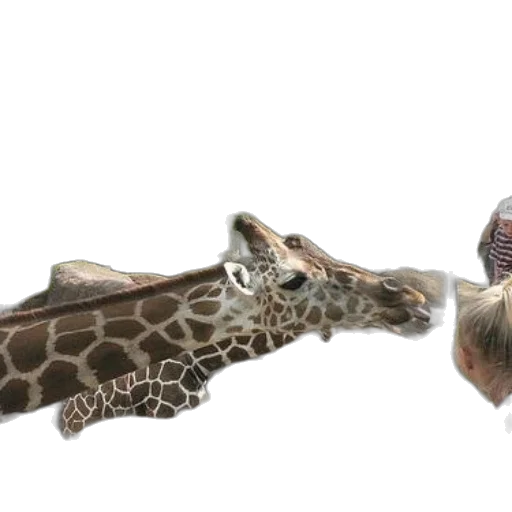 animal, creature, staff, shoes, photorealistic, 3d render, concept art, two transparent PNG cut-out