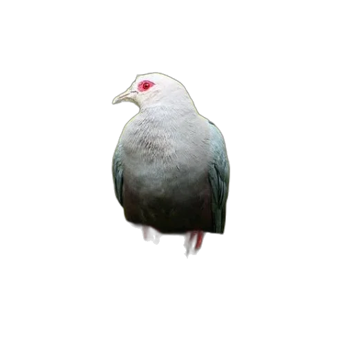 animal, creature, staff, hat, 3d render, photorealistic, concept art, vaporwave transparent PNG cut-out
