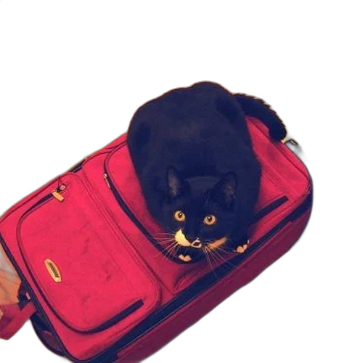 staff, animal, jacket, creature transparent PNG cut-out