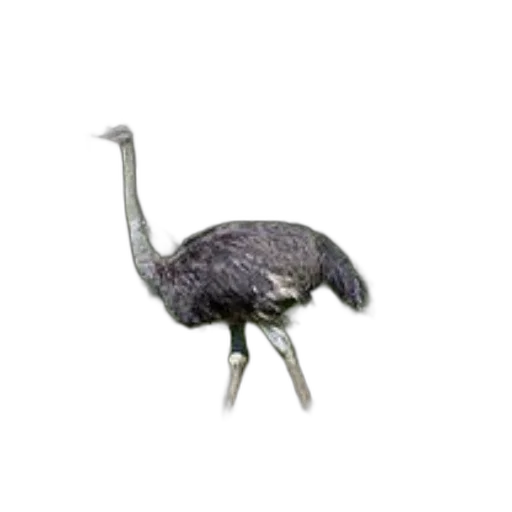 animal, creature, hat, dragon, photorealistic, 3d render, concept art, watercolor transparent PNG cut-out