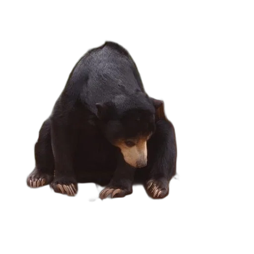 animal, creature, staff, face transparent PNG cut-out