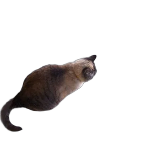 animal, creature, staff, hat, photorealistic, 3d render, concept art, siamese transparent PNG cut-out
