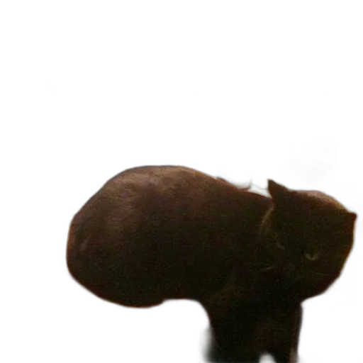 animal, creature, hat, staff, 3d render, photorealistic, concept art, black transparent PNG cut-out