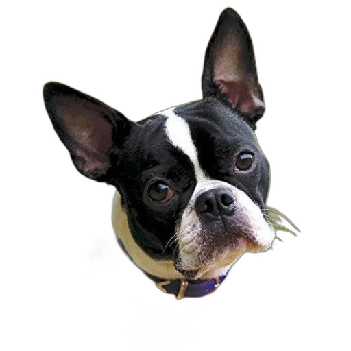animal, staff, face, jewelry, photorealistic, 3d render, black, white transparent PNG cut-out
