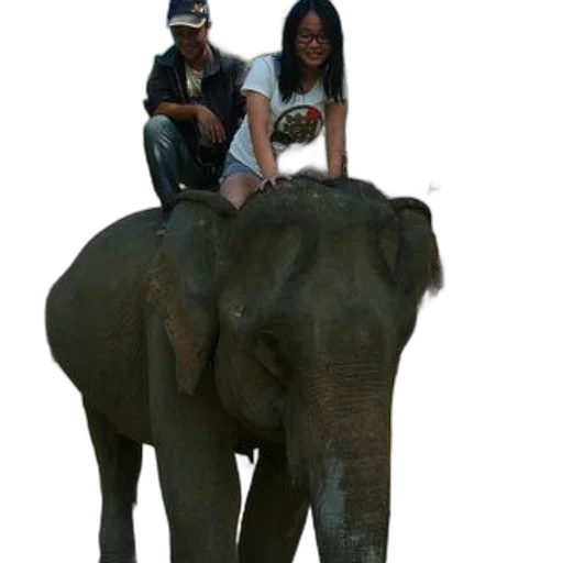 animal, photorealistic, concept art, 3d render, man, woman, ride, elephant transparent PNG cut-out