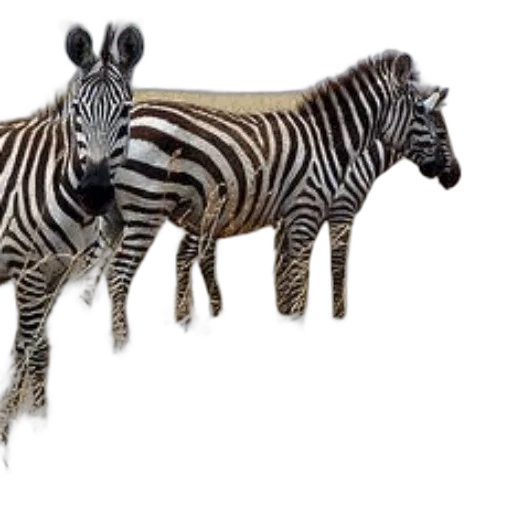 animal, creature, jewelry, 3d render, photorealistic, concept art, fantasy art, two transparent PNG cut-out