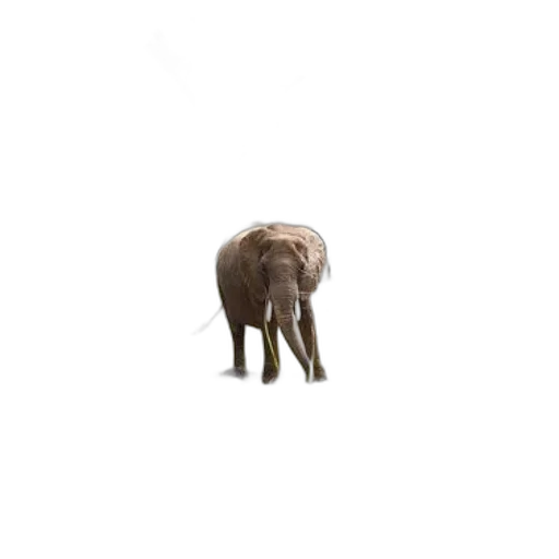 animal, creature, hat, weapon transparent PNG cut-out