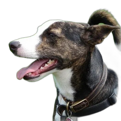 staff, animal, creature, photorealistic transparent PNG cut-out