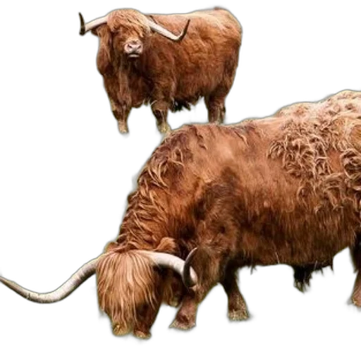 animal, concept art, photorealistic, two, brown, yaks, long, horns transparent PNG cut-out