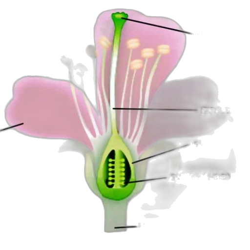 flower, staff, weapon, umbrella, 3d render, concept art, detailed, diagram transparent PNG cut-out