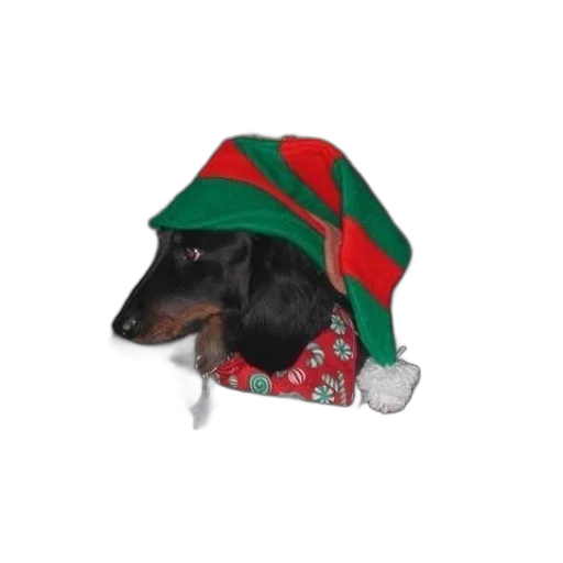 hat, animal, black, dog transparent PNG cut-out