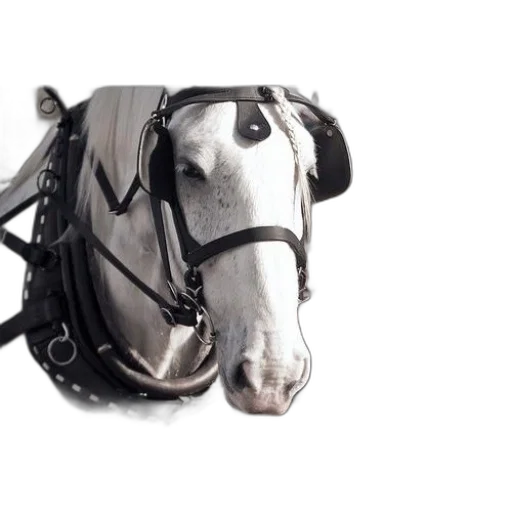 animal, mask, jewelry, hat, photorealistic, 3d render, white, horse transparent PNG cut-out