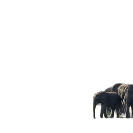 animal, hair, creature, furniture, concept art, 3d render, pixel art, photorealistic transparent PNG cut-out